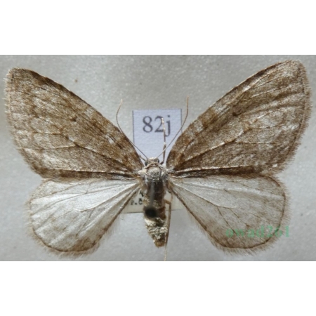 Epirrita dilutata (Denis & Schiffermüller, 1775) Paśnik rozmytek Czech82j